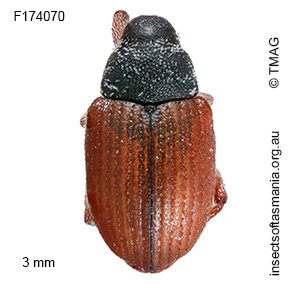 Dicomada sp TMAG_F174070