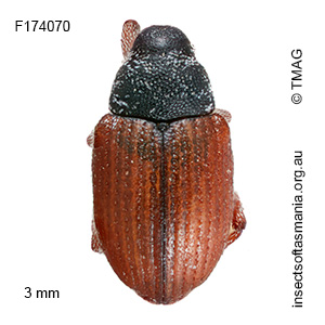 Dicomada sp TMAG_F174070