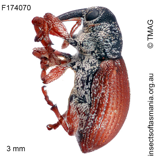 Dicomada sp TMAG_F174070