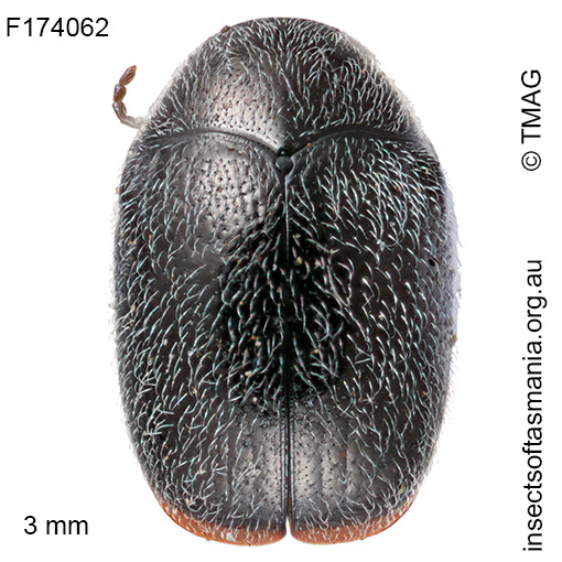 Elaphodes haemorrhoidalis