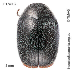 Elaphodes haemorrhoidalis