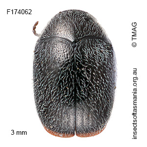 Elaphodes haemorrhoidalis