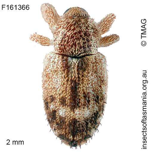Emplesis subtibialis