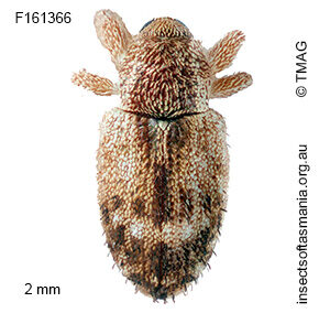 Emplesis subtibialis