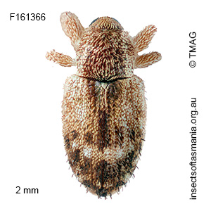Emplesis subtibialis