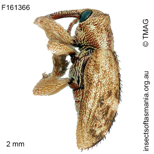 Emplesis subtibialis