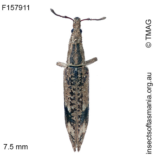 Euthyphasis funerea