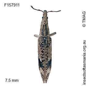 Euthyphasis funerea