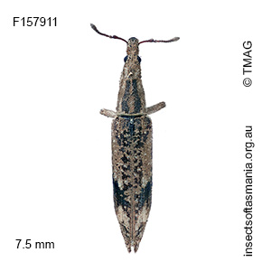 Euthyphasis funerea