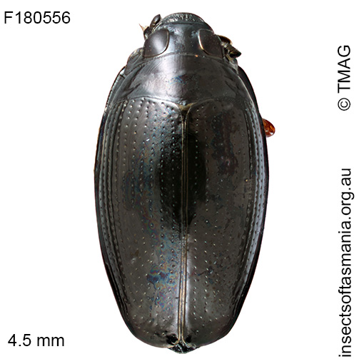 Gyrinus convexiusculus