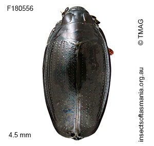 Gyrinus convexiusculus