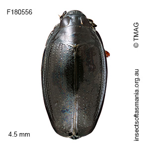 Gyrinus convexiusculus