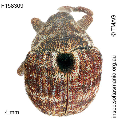 Haplonyx centralis