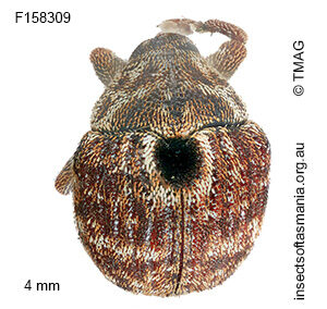 Haplonyx centralis