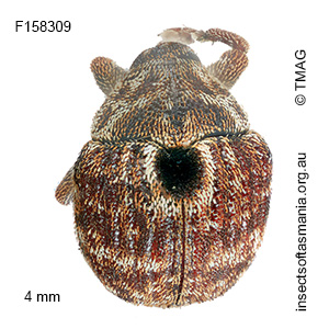 Haplonyx centralis