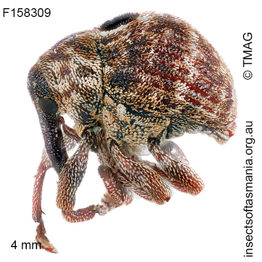 Haplonyx centralis