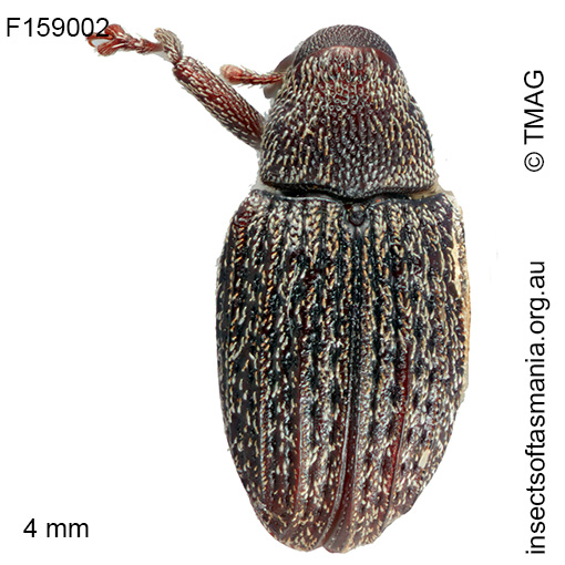 Melanterius maculatus