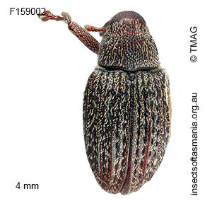 Melanterius maculatus