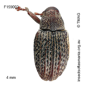 Melanterius maculatus
