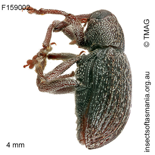 Melanterius maculatus