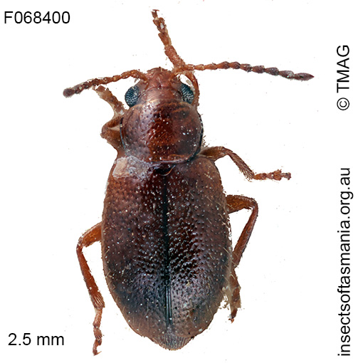 Neorupilia flava