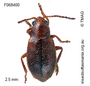 Neorupilia flava