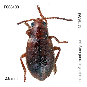 Neorupilia flava