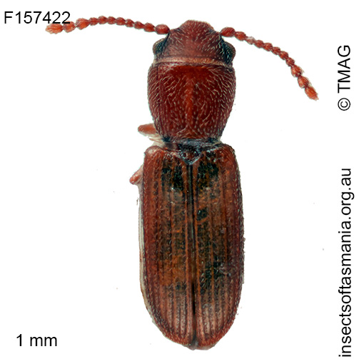 Notolaemus tasmanicus