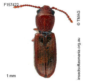 Notolaemus tasmanicus