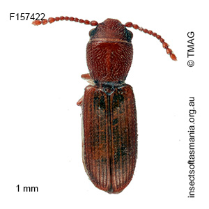 Notolaemus tasmanicus