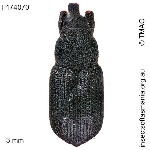 Notomagdalis inermis