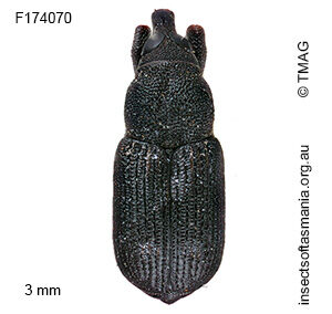 Notomagdalis inermis