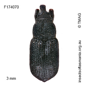 Notomagdalis inermis