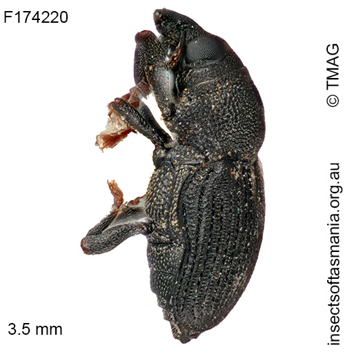 Notomagdalis inermis