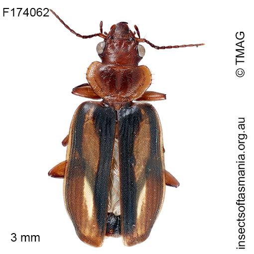 Philophlaeus australis