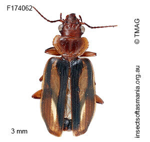 Philophlaeus australis
