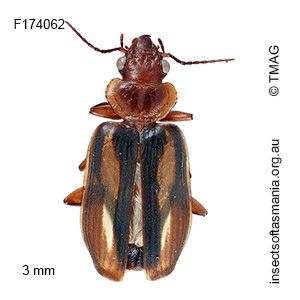 Philophlaeus australis