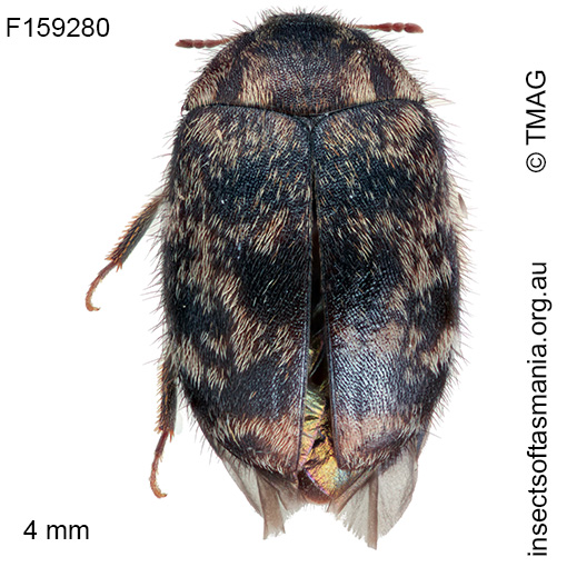 Thaumaglossa concavifrons