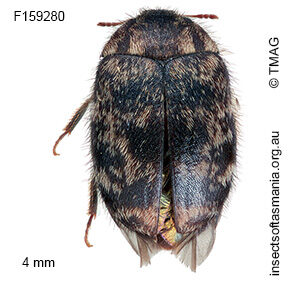 Thaumaglossa concavifrons