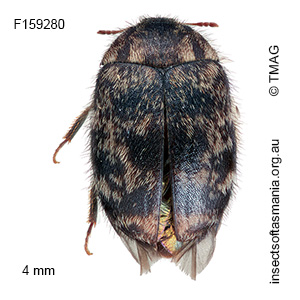 Thaumaglossa concavifrons
