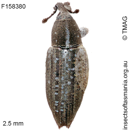 Thechia mollis