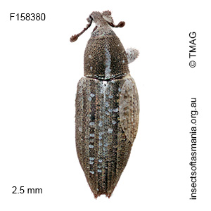 Thechia mollis