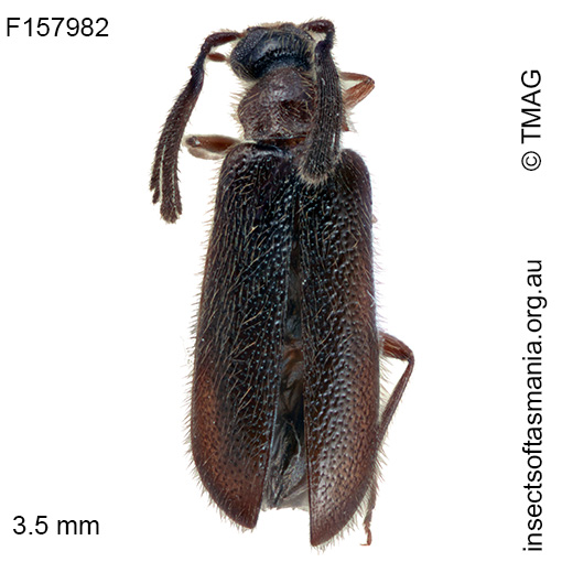 Xylophilostenus octophyllus