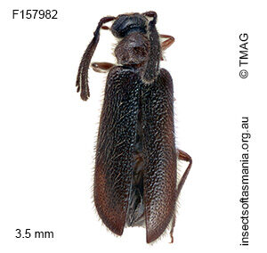 Xylophilostenus octophyllus