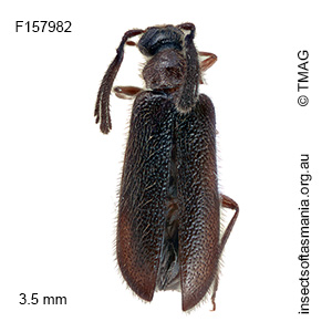 Xylophilostenus octophyllus